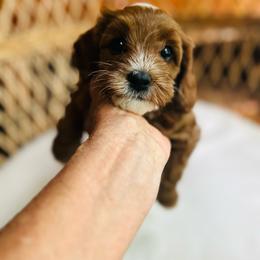 Zoey - Red female Cavapoo puppy in Natural Bridge, Virginia from Rockbridge Puppies