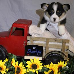 Sharkey - Black and tan male Pembroke Welsh Corgi puppy in Purcellville, Virginia from Rhone River Farm Pembroke Welsh Corgis