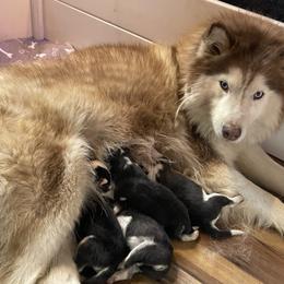 Female 2 - Black and white female Siberian Husky puppy in Diamond Lake, Washington from Husky Haven WA