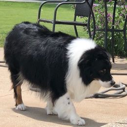 Okie - Australian Shepherd