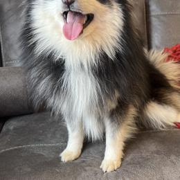 Rocket - Pomsky
