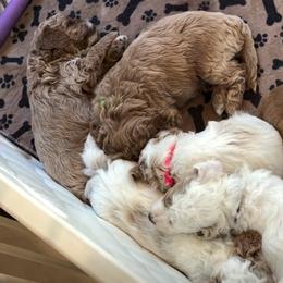 Deposit spot 4 - Parti female Goldendoodle puppy in Watertown, New York from True Friend Doodles