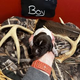 German Shorthaired Pointer Puppies from Ellis kennels
