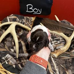 German Shorthaired Pointer Puppies from Ellis kennels