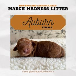 Auburn - Red Australian Labradoodle puppy in Mendon, Massachusetts from New England Labradoodles