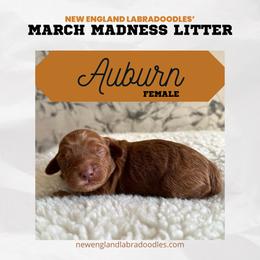 Auburn - Red Australian Labradoodle puppy in Mendon, Massachusetts from New England Labradoodles