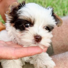 Marshall - Parti male Yorkshire Terrier puppy in Parrish, Florida from Gracie‘s Glamour Yorkies