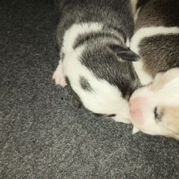 American Corgi puppies from Faery Mount Farm
