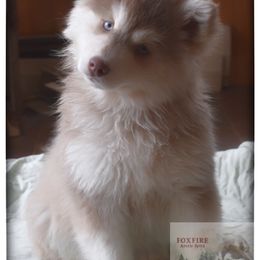 Pomsky Puppies from Foxfire Arctic Spitz