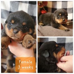 Collie and Rottweiler Puppies from Prairie Creek