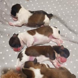 Shih Tzu Puppies from Trinity Shihtzu's So Calif