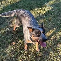 Australian Cattle Dogs and German Shorthaired Pointers from Red Clay Kennels