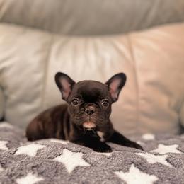 Brindle girl - Brindle female French Bulldog puppy in Nevis, Minnesota from Faithful Acres French Bulldogs
