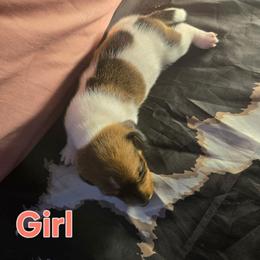 Butterscotch - Piebald female Dachshund puppy in Hollis, Oklahoma from Write Breed Doxies