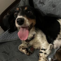 Gretel - Dachshund