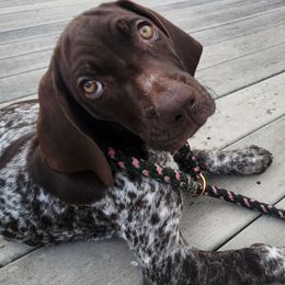 Purple - Liver and white German Shorthaired Pointer puppy in Gerald, Missouri from Showme GSPs