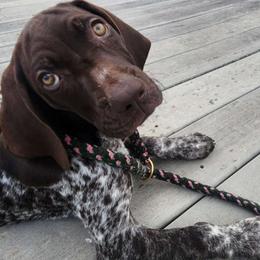 Purple - Liver and white German Shorthaired Pointer puppy in Gerald, Missouri from Showme GSPs