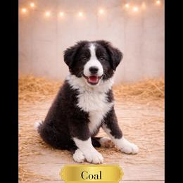 Coal - Black & white male Australian Shepherd puppy in Citra, Florida from AEW Farm