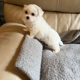 Maltese, Maltipoo, and Poodle Puppies from Healing Pawz LLC