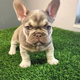 Bobby - Fawn male French Bulldog puppy in Fisher Island, Florida from Stack Pack Frenchies
