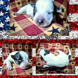 Boy 1 - Blue male Australian Cattle Dog puppy in Fife Lake, Michigan from Kurczak Farm LLC