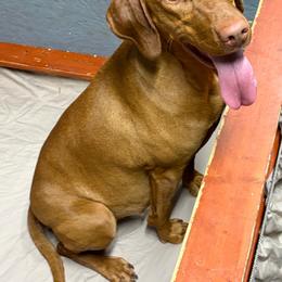 Sig - Vizsla