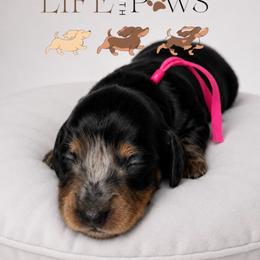 Lulu (pink) - Dapple female Dachshund puppy in Palm Bay, Florida from Life With Mini Paws