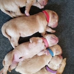 Golden Retriever Puppies from KM Golden Retrievers