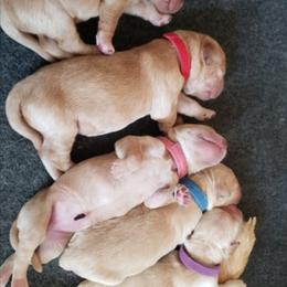 Golden Retriever Puppies from KM Golden Retrievers