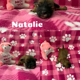 Natalie - Red female Lhasa Apso puppy in Cincinnati, Ohio from Shangri-La Lhasa Apsos