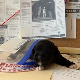 Clue - Black male Australian Labradoodle puppy in Valley Springs, California from Blue Denim Doodles