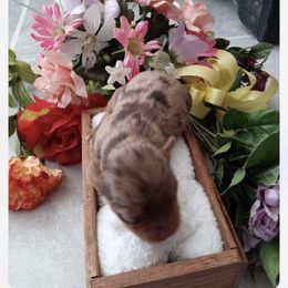 Yorkshire Terrier Puppies from ASA Yorkies
