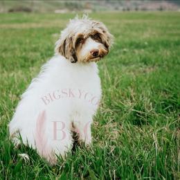 Green collar - Merle male Cockapoo puppy in Missoula, Montana from Big Sky Cockapoos