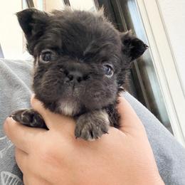 Loki - Tricolors male French Bulldog puppy in Porter, Texas from Whatabulldog