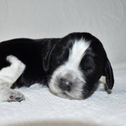 Giraffe - Black and white female English Springer Spaniel puppy in Chapmansboro, Tennessee from Balthrop Bend Farms