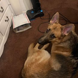 German Shepherd All Grown Up from Freiheit Von Himmel  Shepherds