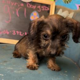 Cupid - Wild boar female Dachshund puppy in Livingston, Kentucky from Illyria Dox & GSD