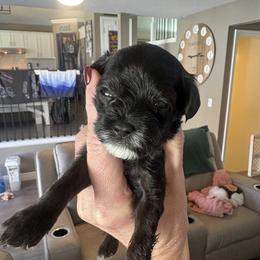 Jett(waiting on genetics before he officially is for sale) - Black & white male Maltipoo puppy in Layton, Utah from Little Lou Puppies