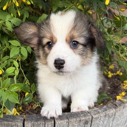 Mr. Boddy - Sable male Pembroke Welsh Corgi puppy in Bakersfield, California from Kern River Corgis