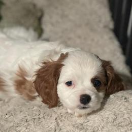 Susie Bleach - Blenheim female Cavapoo puppy in Phoenix, Arizona from Larisa's Cavaliers