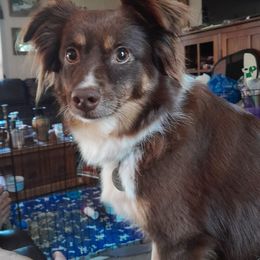 Abby - Toy Australian Shepherd