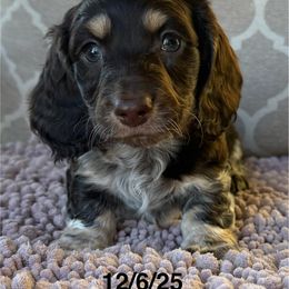 Gypsy Boy 2 - Chocolate and cream male Dachshund puppy in Joshua Tree, California from Desert Dreams Ranch