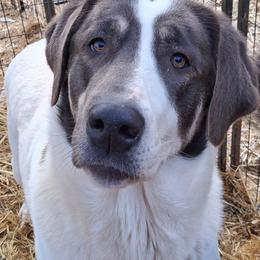 Beyaz - White female Anatolian Shepherd Dog puppy in Toledo, Oregon from Green Stains Anatolians