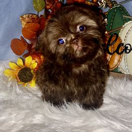 Simba - Liver male Shih Tzu puppy in Tenino, Washington from Fantasy Realm Shih Tzus