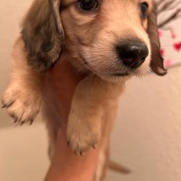 Ash - Chocolate and cream male Dachshund puppy in Pueblo, Colorado from Nikas Baby Beanz LH Dachshunds