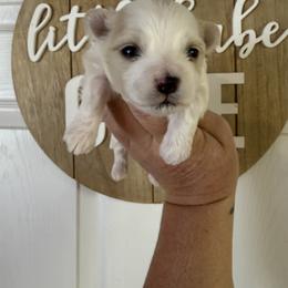 Parti boy - Parti male Maltipoo puppy in Fredericktown, Missouri from Doodle Pups Fur-Ever