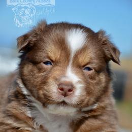 RTF-4 - Red tri female Miniature Australian Shepherd puppy in Baker City, Oregon from Back Country Aussies