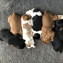 Cavalier King Charles Spaniel Puppies from Colorful Cavaliers