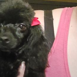 Poodles from ThornWood Hill Poodles