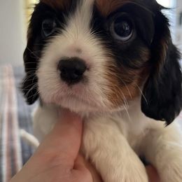 Cavalier King Charles Spaniels from Hooked on Cavaliers